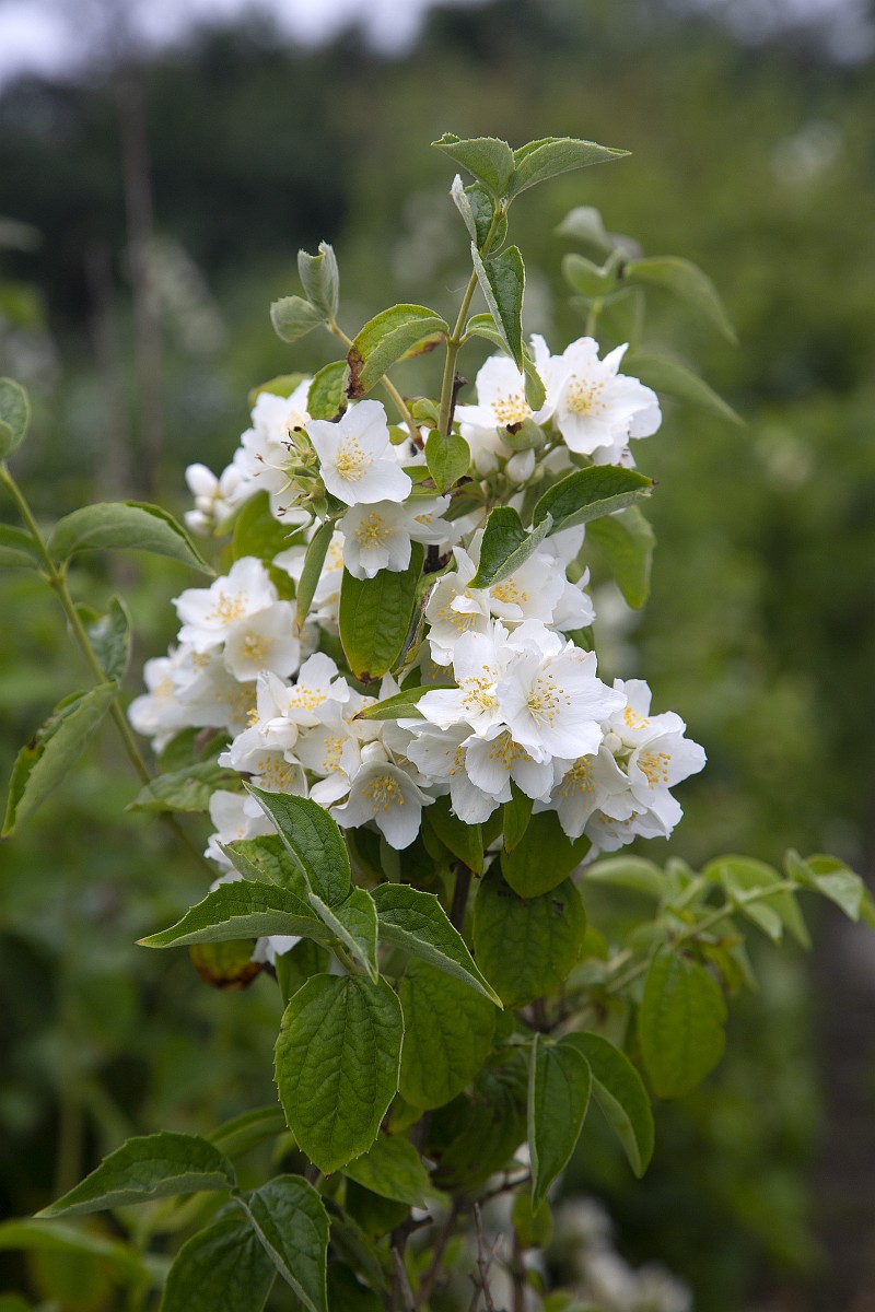 philadelphus-coronarius